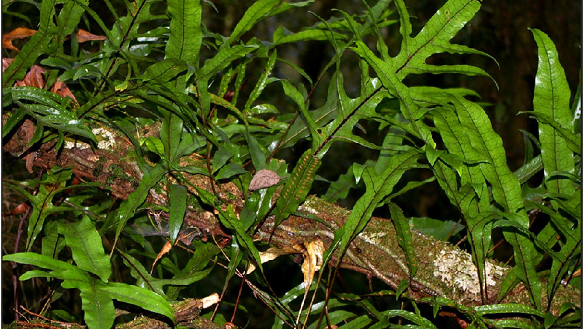 kangaroo-fern-plantselector-warrnambool-vic-gov-au